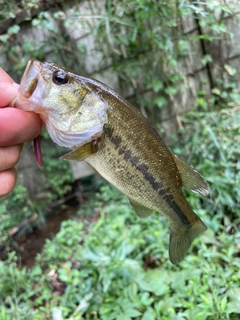 ラージマウスバスの釣果