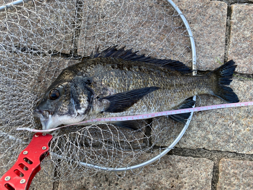 クロダイの釣果