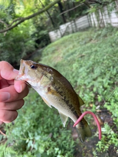 ラージマウスバスの釣果