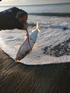 コノシロの釣果