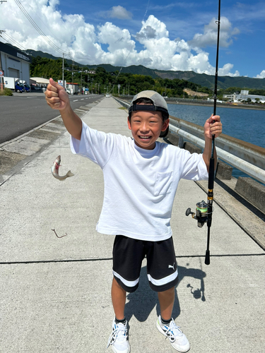 シロギスの釣果