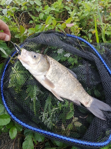 マブナの釣果