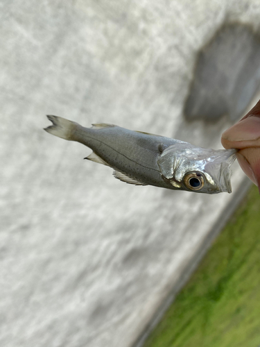 セイゴ（ヒラスズキ）の釣果