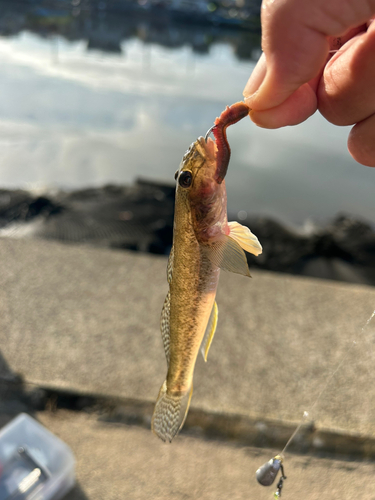 ハゼの釣果