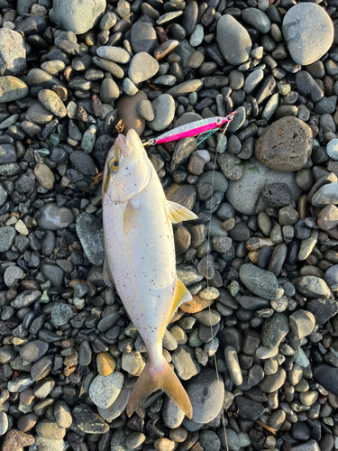 ショゴの釣果