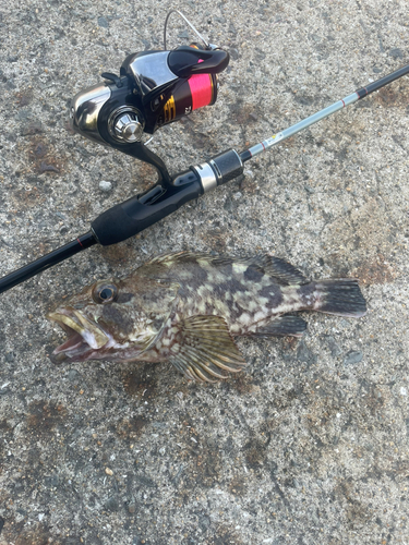 アラカブの釣果