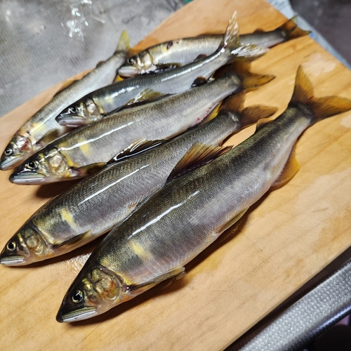 アユの釣果