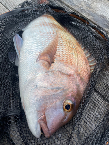 タイの釣果