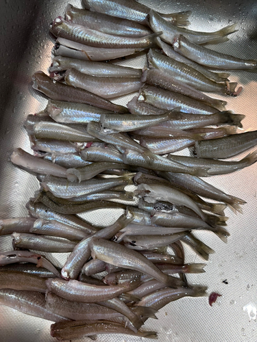 キスの釣果