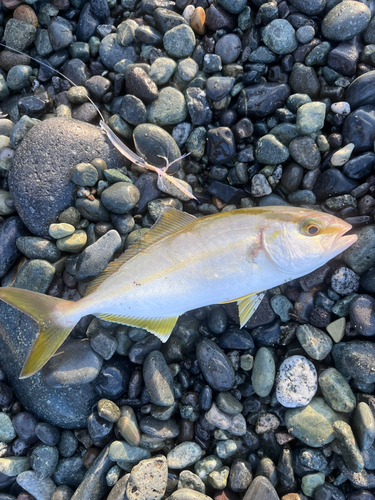 ショゴの釣果