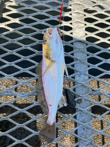 イシモチの釣果