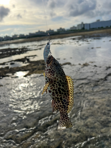 イシミーバイの釣果