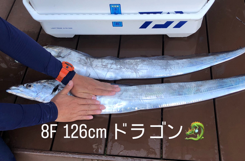 タチウオの釣果