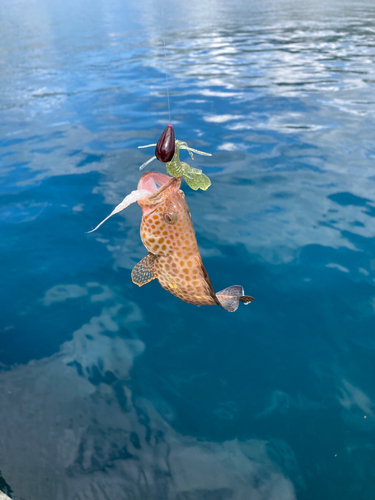 オオモンハタの釣果