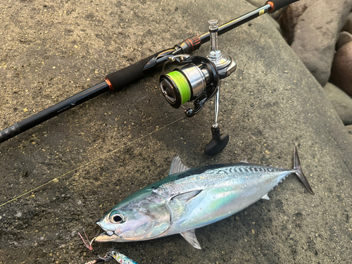 ソウダガツオの釣果