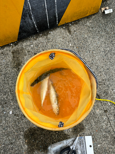 サバの釣果