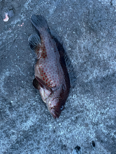 オオモンハタの釣果