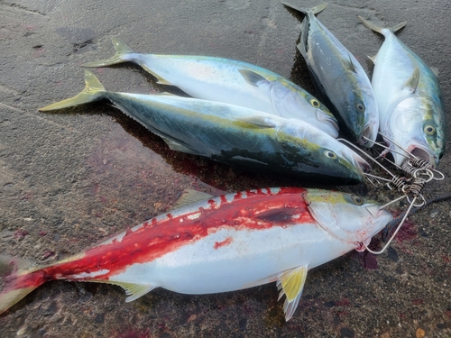 ショッコの釣果