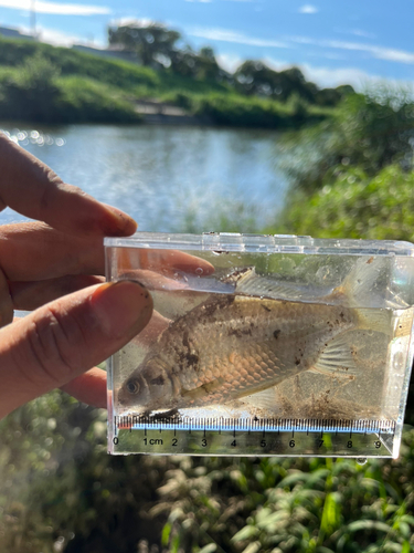 ヘラブナの釣果