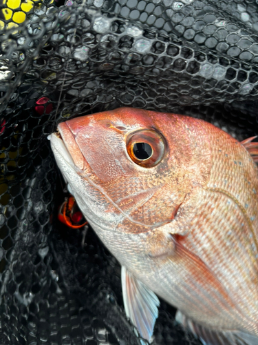 マダイの釣果