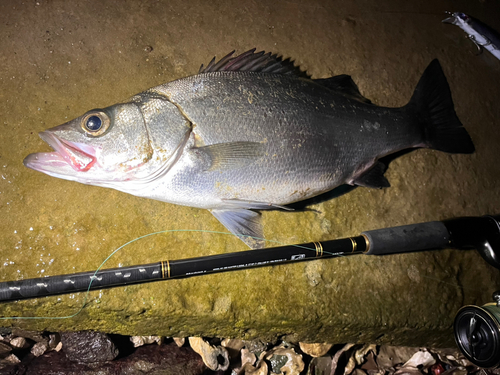 セイゴ（ヒラスズキ）の釣果