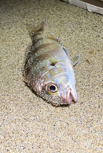 チダイの釣果