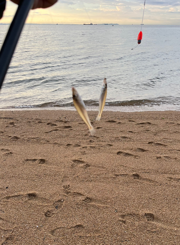 シロギスの釣果