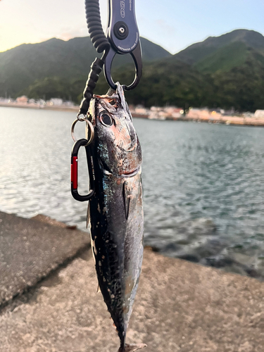 ソウダガツオの釣果