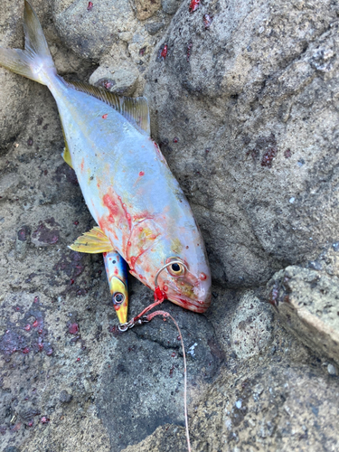 カンパチの釣果