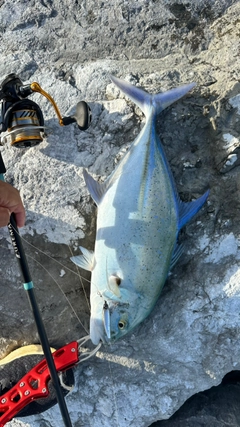 カスミアジの釣果