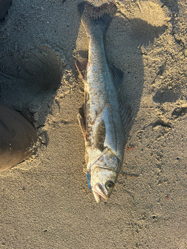 マルスズキの釣果