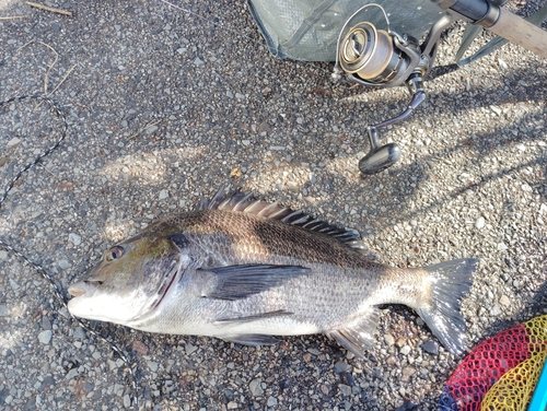 タイの釣果