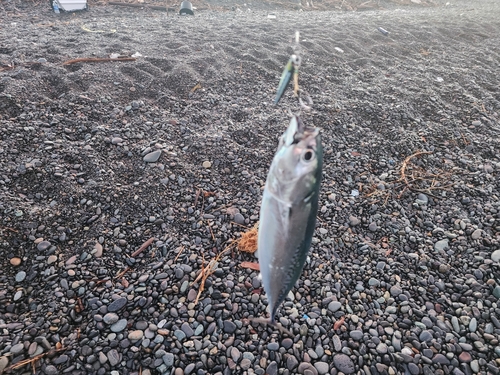 ソウダガツオの釣果