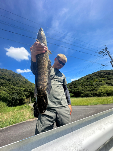 ライギョの釣果