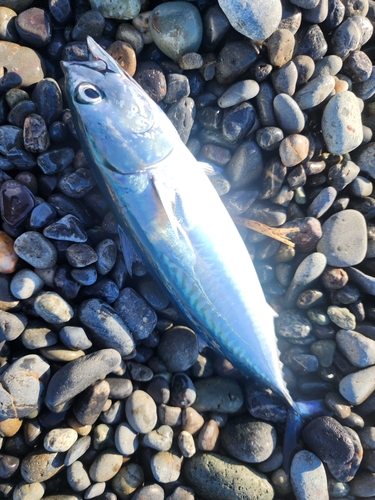 ソウダガツオの釣果