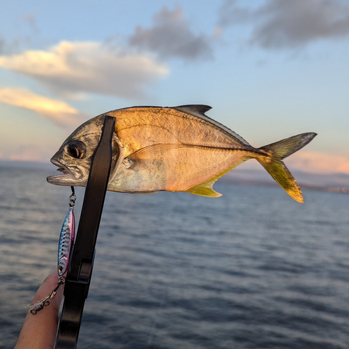 メッキの釣果