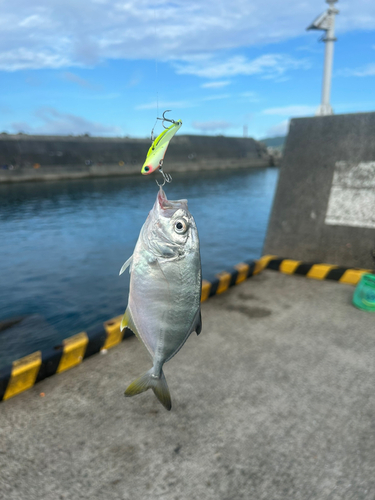 ギンガメアジの釣果