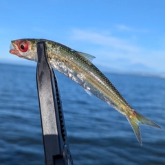 ウルメイワシの釣果