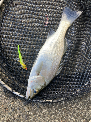 ヒラスズキの釣果