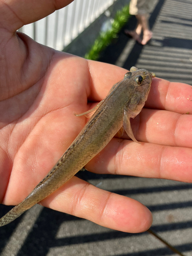 ハゼの釣果