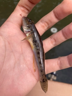 マハゼの釣果