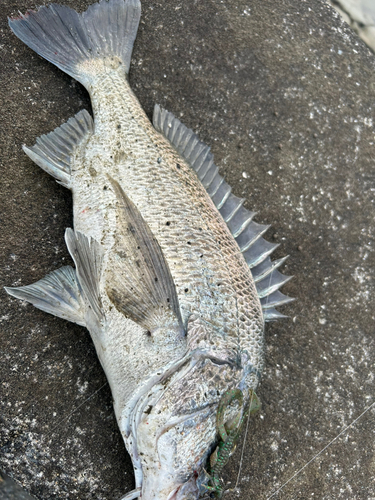 チヌの釣果