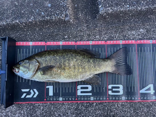 スモールマウスバスの釣果