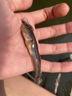 マハゼの釣果