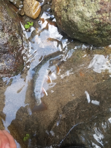 オショロコマの釣果