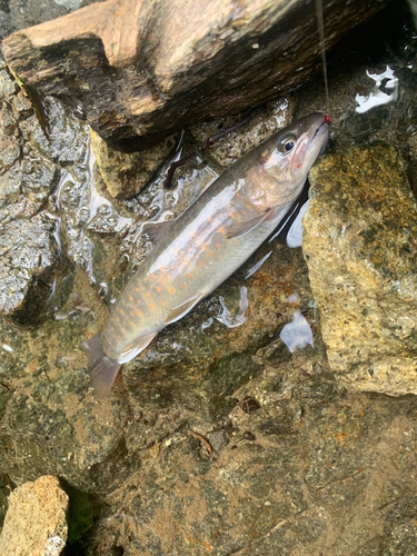 イワナの釣果