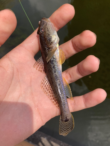 マハゼの釣果