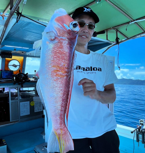 アマダイの釣果