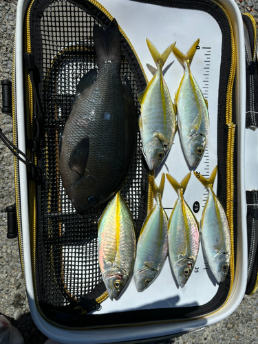 シマアジの釣果