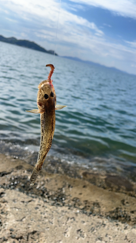 ハゼの釣果